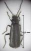 Cantharis paludosa